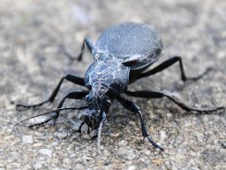 Lederlaufkaefer (Carabus coriaceus)